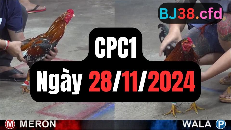 Xem lại đá gà sảnh CPC1 ngày 28-11-2024