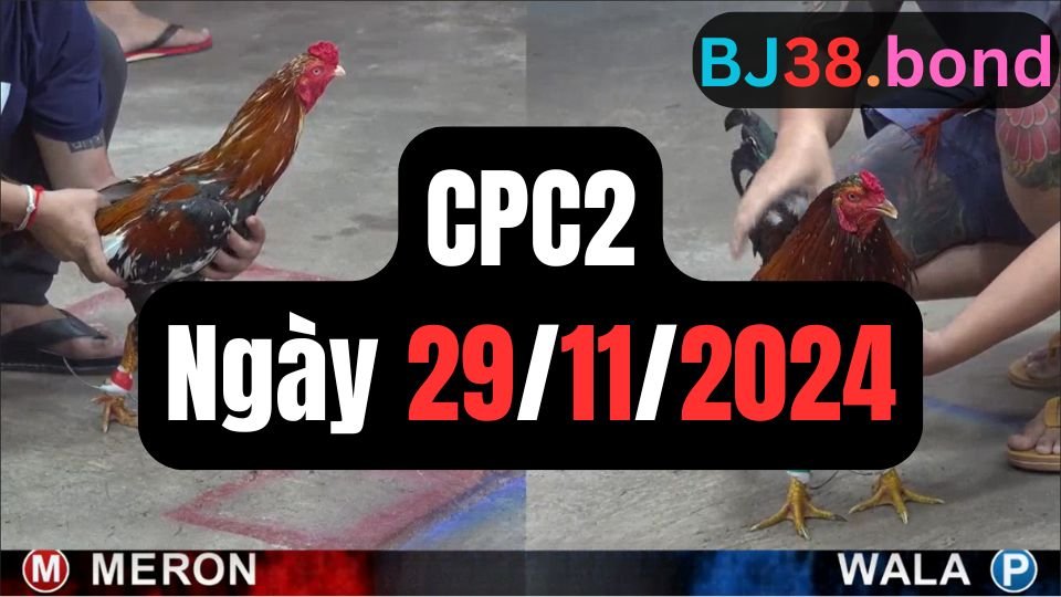 Xem lại đá gà sảnh CPC2 ngày 29-11-2024