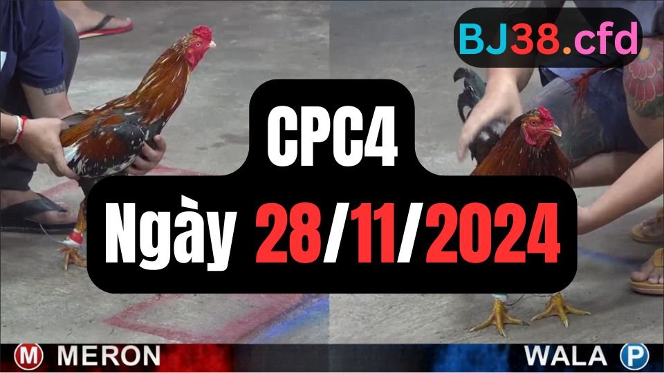 Xem lại đá gà sảnh CPC4 ngày 28-11-2024