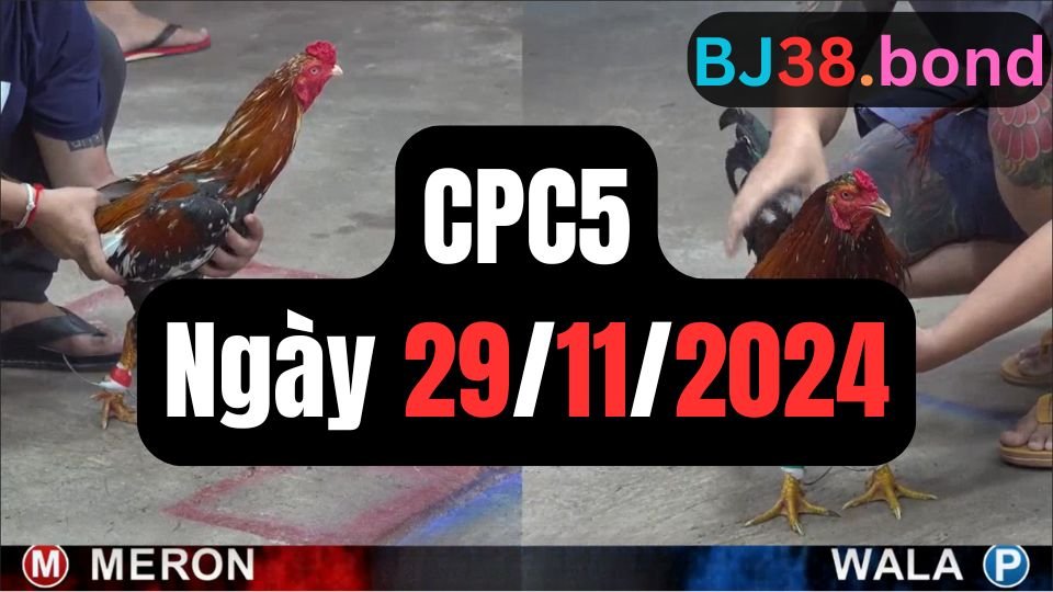 Xem lại đá gà sảnh CPC5 ngày 29-11-2024